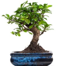 5 ya��nda japon a�ac� bonsai bitkisi  K�z�lay cicek , cicekci 