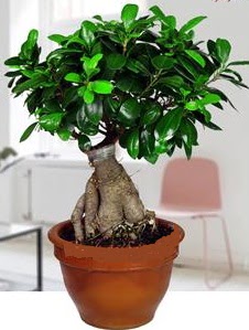 5 yanda japon aac bonsai bitkisi  Ankara Kzlay gvenli kaliteli hzl iek 