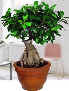 5 ya��nda japon a�ac� bonsai bitkisi  Ankara K�z�lay g�venli kaliteli h�zl� �i�ek 