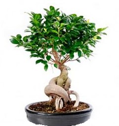 Bonsai Japon a�ac� saks� bitkisi  Ankara K�z�lay �nternetten �i�ek sipari�i 