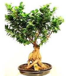 Bonsai Japon a�ac� saks� bitkisi  Ankara K�z�lay hediye sevgilime hediye �i�ek 