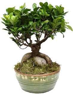 Japon aac bonsai saks bitkisi  Ankara Kzlay internetten iek sat 