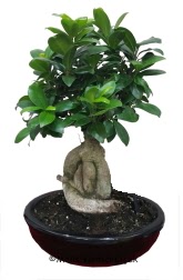 Japon a�ac� bonsai saks� bitkisi  K�z�lay uluslararas� �i�ek g�nderme 