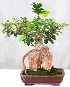 Japon a�ac� bonsai saks� bitkisi  K�z�lay uluslararas� �i�ek g�nderme 