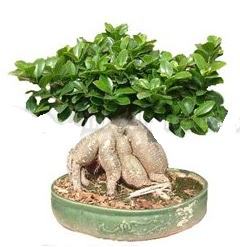 Japon a�ac� bonsai saks� bitkisi  K�z�lay �i�ek sipari�i vermek 