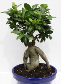 bonsai japon a�ac� saks� �i�e�i  Ankara K�z�lay �i�ek�i telefonlar� 