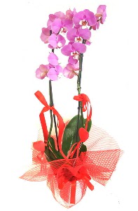 2 dall� mor orkide bitkisi  K�z�lay cicek , cicekci 