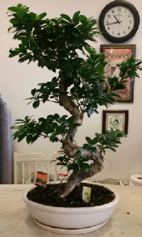 100 cm yksekliinde dev bonsai japon aac  Ankara Kzlay internetten iek sat 