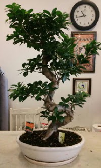 100 cm y�ksekli�inde dev bonsai japon a�ac�  Ankara K�z�lay internetten �i�ek sat��� 