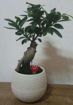 Bonsai japon a�ac� saks� �i�e�i  K�z�lay �i�ek�iler 
