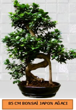 85 CM Japon a�ac� Bonsai saks� bitkisi  K�z�lay uluslararas� �i�ek g�nderme 