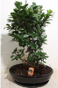 75 CM Ginseng bonsai Japon aac  Ankara Kzlay 14 ubat sevgililer gn iek 