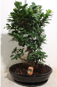 75 CM Ginseng bonsai Japon a�ac�  Ankara K�z�lay 14 �ubat sevgililer g�n� �i�ek 