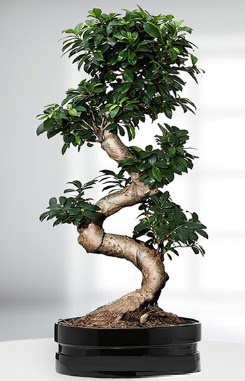 90 CM Japon A�ac� Bonsai saks� �i�e�i  K�z�lay ucuz �i�ek g�nder 