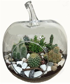 Terrarium tanzim elma camda 5 kakt�s  Ankara K�z�lay hediye sevgilime hediye �i�ek 