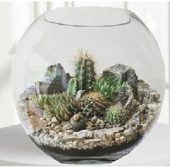 Cam fanus Terrarium 5 kakt�s  K�z�lay �i�ek sat��� 