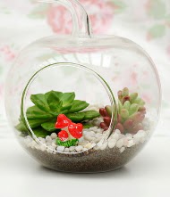 K���k elma terrarium 3 kakt�s  Ankara K�z�lay g�venli kaliteli h�zl� �i�ek 