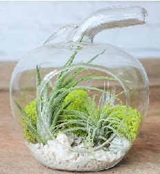 Elma terrarium k���k boy 2 kakt�s  K�z�lay �i�ek ma�azas� , �i�ek�i adresleri 