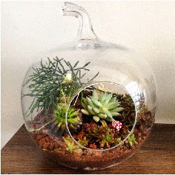 Orta boy elma terrarium 3 kakt�sl�  K�z�lay �i�ek online �i�ek sipari�i 