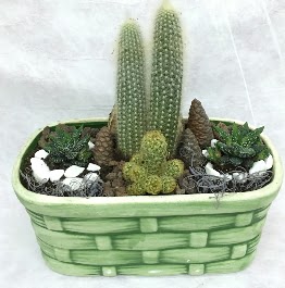 Seramik i�erisinde 5 kakt�sl� terrarium  K�z�lay �i�ek�iler 