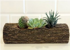 Ah�ap k�t�k 3 kakt�s terrarium  Ankara K�z�lay 14 �ubat sevgililer g�n� �i�ek 