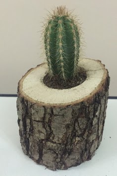 K�t�k i�erisinde kakt�s �i�e�i  K�z�lay online �i�ek�i , �i�ek sipari�i 