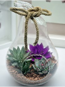 Orta boy armut 3 kaktüs terrarium  Kızılay çiçek online çiçek siparişi 