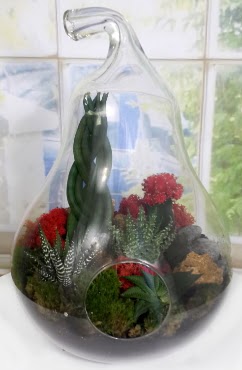 5 adet kakt�s orta boy armut terrarium  Ankara K�z�lay hediye sevgilime hediye �i�ek 