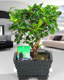 Bonsai japon a�ac� saks� bitkisi  K�z�lay cicek , cicekci 
