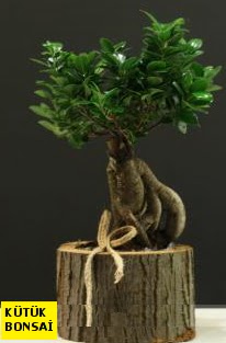 K�t�k i�erisinde Bonsai japon a�ac�  K�z�lay �i�ek ma�azas� , �i�ek�i adresleri 