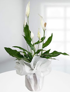 Spathiphyllum �i�e�i Bar�� �i�e�i  K�z�lay �i�ek g�nderme sitemiz g�venlidir  