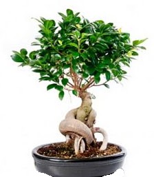 Bonsai japon a�ac� seramik i�inde  Ankara K�z�lay �i�ek servisi , �i�ek�i adresleri 
