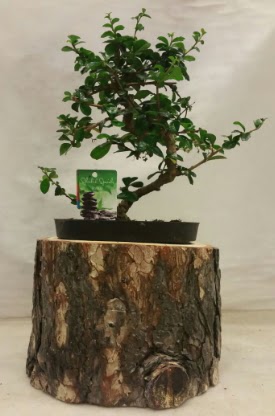 Doal ktk iinde bonsai japon aac  Ankara Kzlay internetten iek sat 