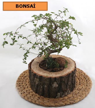 Do�al a�a� k�t�k i�erisinde bonsai bitkisi  K�z�lay �i�ek�iler 