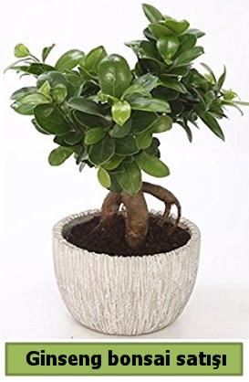 Ginseng bonsai japon aac sat  Ankara Kzlay online iek gnderme sipari 