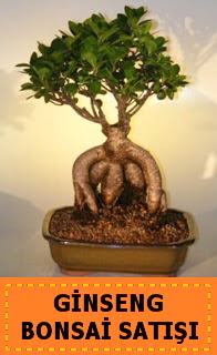Ginseng bonsai sat japon aac  Ankara Kzlay yurtii ve yurtd iek siparii 