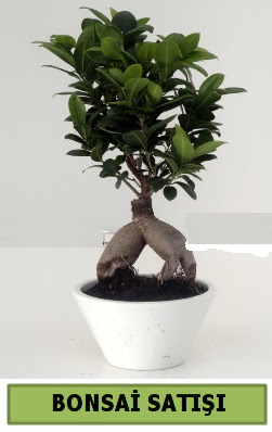 Bonsai japon a�ac� sat���  Ankara K�z�lay �i�ek�i telefonlar� 
