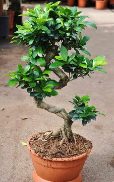 Orta boy bonsai saks� bitkisi  K�z�lay �i�ek ma�azas� , �i�ek�i adresleri 