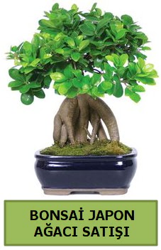 Bonsai japon a�ac� sat���  K�z�lay cicek , cicekci 