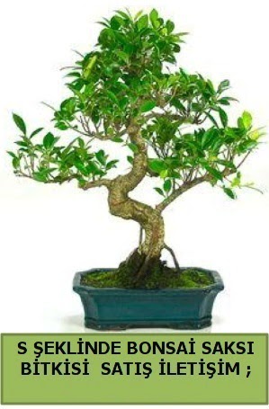 �thal S �eklinde dal e�rili�i bonsai sat���  K�z�lay �i�ek sipari�i vermek 