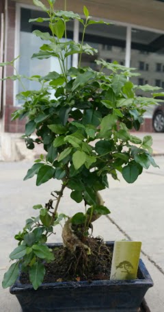 Bonsai japon a�ac� saks� bitkisi  Ankara K�z�lay kaliteli taze ve ucuz �i�ekler 