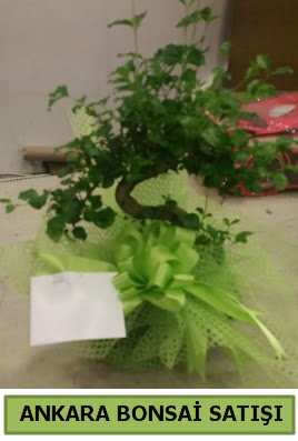 Bonsai saks� bitkisi sat���  K�z�lay uluslararas� �i�ek g�nderme 