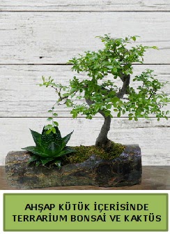 Ah�ap k�t�k bonsai kakt�s teraryum  K�z�lay �i�ek ma�azas� , �i�ek�i adresleri 