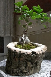 Ah�ap k�t�k i�erisinde ginseng bonsai  K�z�lay �i�ek ma�azas� , �i�ek�i adresleri 