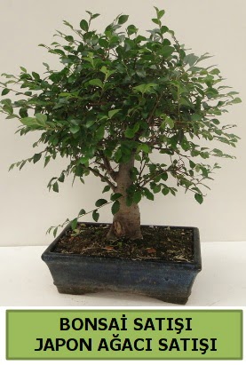 Minyatr bonsai japon aac sat  Kzlay iekiler 