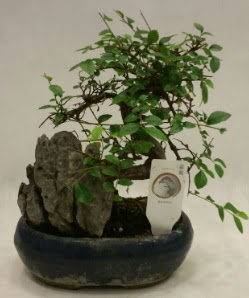 thal 1.ci kalite bonsai japon aac  Kzlay cicek , cicekci 