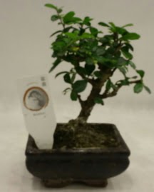 Kk minyatr bonsai japon aac  Kzlay iek siparii vermek 