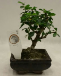 K���k minyat�r bonsai japon a�ac�  K�z�lay �i�ek sipari�i vermek 