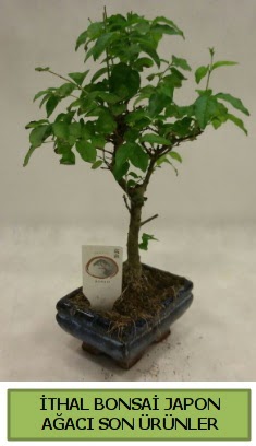 thal bonsai japon aac bitkisi  Ankara Kzlay iek yolla 