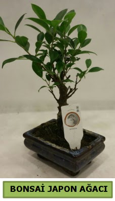 Bonsai japon a�ac� saks� bitkisi  Ankara K�z�lay �i�ek�i telefonlar� 